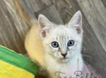 Basil - Siamese Kitten For Sale - CA&comma; US