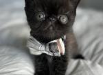Winslet - Exotic Kitten For Sale - 