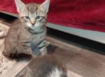 LittA - American Shorthair Kitten For Sale - Russell&comma; MA&comma; US