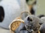 Solaris - British Shorthair Kitten For Sale - New York&comma; NY&comma; US