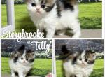 Tilly - Persian Kitten For Sale - Lakeland&comma; FL&comma; US