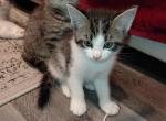 LittleA - American Shorthair Kitten For Sale - 