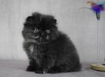 Blair - Persian Kitten For Sale - Willis&comma; TX&comma; US