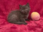 Peach - British Shorthair Kitten For Sale - Bridgewater&comma; VA&comma; US
