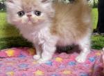 Woody - Persian Kitten For Sale - Lakeland&comma; FL&comma; US