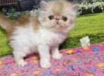 Buzz - Persian Kitten For Sale - 