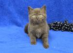 Grape - British Shorthair Kitten For Sale - Bridgewater&comma; VA&comma; US