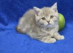 Apple - British Shorthair Kitten For Sale - Bridgewater&comma; VA&comma; US