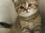 brown british female - British Shorthair Kitten For Sale - Auburn&comma; WA&comma; US