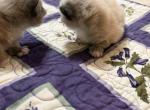 Pepper - Ragdoll Kitten For Sale - Ocala&comma; FL&comma; US