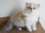 Persian Jewel 1 - Himalayan Kitten For Sale - 