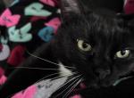 Buddy - Domestic Cat For Adoption - Powder Springs&comma; GA&comma; US