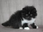 Toby - Persian Kitten For Sale - Willis&comma; TX&comma; US