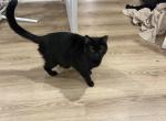 Lucy - Domestic Cat For Adoption - 