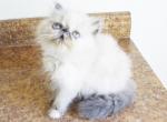 Persian Jewel 2 - Himalayan Cat For Sale - 