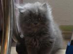 Persian Jewel 3 - Persian Kitten For Sale - 