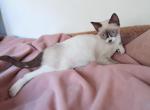 Smirk - Snowshoe Kitten For Sale - Walterboro&comma; SC&comma; US