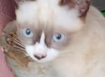 Teeny - Snowshoe Kitten For Sale - Walterboro&comma; SC&comma; US