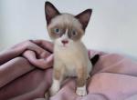 Teeny - Snowshoe Kitten For Sale - Walterboro&comma; SC&comma; US