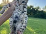 Female Bengal Kitten - Bengal Kitten For Sale - Lincoln&comma; NE&comma; US
