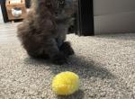 Black Smoke Maine Coon kitten - Maine Coon Kitten For Sale - Anderson&comma; OH&comma; US