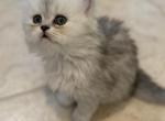 Sweet Fluffy babies - Scottish Fold Kitten For Sale - Herndon&comma; VA&comma; US
