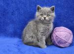 Purple - British Shorthair Kitten For Sale - Bridgewater&comma; VA&comma; US