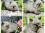 Mara - Himalayan Kitten For Sale - Lakeland&comma; FL&comma; US