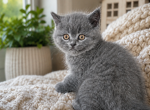 Tommy - British Shorthair Kitten For Sale - Woodland Park&comma; CO&comma; US