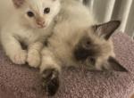 Female Siamese - Siamese Kitten For Sale - Sherman Oaks&comma; CA&comma; US