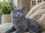 Ralph - British Shorthair Kitten For Sale - Woodland Park&comma; CO&comma; US