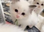 Ellie - Ragdoll Kitten For Sale