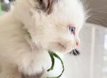 Ellie - Ragdoll Kitten For Sale - 