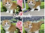 Walter and Wilson - Persian Kitten For Sale - Lakeland&comma; FL&comma; US