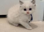 Biscuit - Ragdoll Kitten For Sale - 