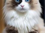 Nana - Ragdoll Kitten For Sale - Manhattan&comma; NY&comma; US