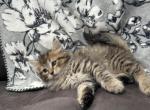 Dumpling - Siberian Kitten For Sale - Lynnfield&comma; MA&comma; US