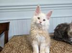 Cheddar - Maine Coon Kitten For Sale - Clayton&comma; NC&comma; US