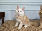 Cheddar - Maine Coon Kitten For Sale - Clayton&comma; NC&comma; US