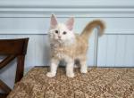 Cheddar - Maine Coon Kitten For Sale - Clayton&comma; NC&comma; US