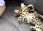 Mochi - Siberian Kitten For Sale - Lynnfield&comma; MA&comma; US