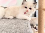 Rosie - Ragdoll Kitten For Sale - 