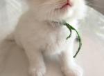 Ellie - Ragdoll Kitten For Sale - Miami Lakes&comma; FL&comma; US