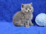 Blue - British Shorthair Kitten For Sale - Bridgewater&comma; VA&comma; US