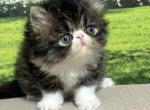 Maisie - Persian Kitten For Sale - Lakeland&comma; FL&comma; US