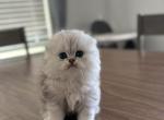 Scottish fold longhair - Scottish Fold Kitten For Adoption - Sacramento&comma; CA&comma; US