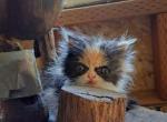 BANDET - Persian Kitten For Sale - Sumner&comma; WA&comma; US