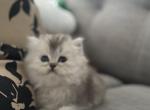 Scottish straight longhair - Scottish Straight Kitten For Sale - Sacramento&comma; CA&comma; US