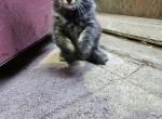 Union point litter - Domestic Kitten For Adoption - Tracy&comma; CA&comma; US
