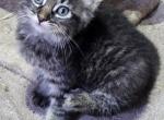 Union point litter - Domestic Kitten For Sale - Tracy&comma; CA&comma; US